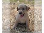 Labrador Retriever PUPPY FOR SALE ADN-766963 - Champion Bloodline AKC Labrador