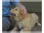 Golden Retriever PUPPY FOR SALE ADN-766907 - Genetic Clear OFAs Super Dog
