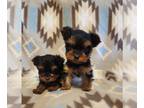 Yorkshire Terrier PUPPY FOR SALE ADN-766912 - Tea Cup