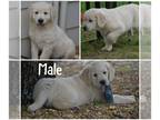 Golden Retriever PUPPY FOR SALE ADN-767112 - Golden Retriever Puppies