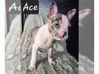 Faux Frenchbo Bulldog PUPPY FOR SALE ADN-767086 - WEEKEND ONLY SPECIAL Ace Merle