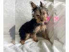 Yorkshire Terrier PUPPY FOR SALE ADN-766139 - Yorkshire Terrier puppy