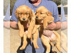 Golden Retriever PUPPY FOR SALE ADN-767230 - Golden Retriever Puppy Beautiful