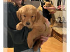Golden Retriever PUPPY FOR SALE ADN-767236 - Golden Retriever Puppy