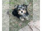 Yorkshire Terrier PUPPY FOR SALE ADN-767021 - Yorkie female