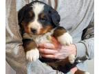 Bernese Mountain Dog PUPPY FOR SALE ADN-766931 - Purebred genetic tested well