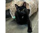 Adopt Lucky Boy a Domestic Short Hair