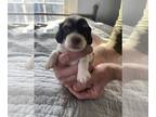 Dachshund PUPPY FOR SALE ADN-766899 - Valentine Puppies