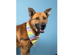 Adopt Max a German Shepherd Dog, Mixed Breed