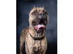 Adopt Tommy a Cane Corso, Mixed Breed