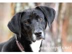 Adopt Tripp #14311 a Black Labrador Retriever, Hound