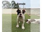 Olde English Bulldogge PUPPY FOR SALE ADN-767211 - Female