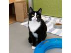 Adopt Nelson - Bonded With Blaze And Terra a Domestic Short Hair