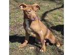 Adopt Reggie a Pit Bull Terrier, Labrador Retriever