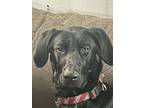 Adopt **COURTESY LISTING** Jager a German Shorthaired Pointer