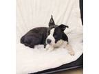 Adopt Dilbert 40824 a Boston Terrier, Pit Bull Terrier