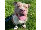 Adopt TOOSII a Pit Bull Terrier, Mixed Breed