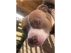 Adopt TUCKER a Pit Bull Terrier