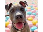 Adopt Bjorn Ironside Lothbrok a Pit Bull Terrier