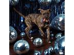 Adopt Hershey Jr. a Pit Bull Terrier