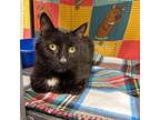 Adopt Jake a Domestic Short Hair