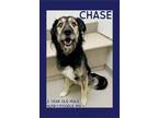 Adopt Chase a Husky, Poodle