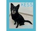 Adopt Kess a Labrador Retriever