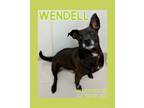 Adopt Wendell a Pit Bull Terrier
