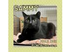 Adopt Sammy a Domestic Medium Hair