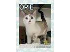 Adopt Opie a Domestic Short Hair