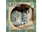 Adopt Leon a Domestic Short Hair