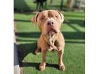 Adopt Mahomes a Pit Bull Terrier