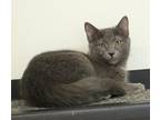 Adopt Rocket Man a Domestic Short Hair, Russian Blue