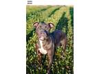 Adopt Asher a Pit Bull Terrier