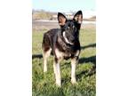 Adopt Ranger a German Shepherd Dog