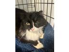 Adopt Michael a Domestic Long Hair