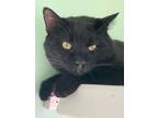 Adopt Teddy a Domestic Short Hair