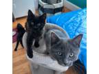 Adopt Lisbon & her kittens a Domestic Short Hair, Domestic Long Hair