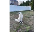 Adopt Gambino (Louie) - in Albany, NY a Great Pyrenees