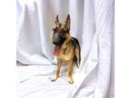 Adopt Dex a German Shepherd Dog, Mixed Breed
