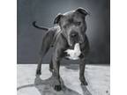 Adopt Hoss a Pit Bull Terrier, Mixed Breed
