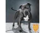 Adopt Hoss a Pit Bull Terrier, Mixed Breed