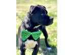 Adopt Xander a Labrador Retriever, Basset Hound