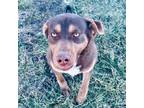 Adopt Kenny a German Shorthaired Pointer, Chocolate Labrador Retriever