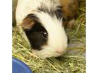 Adopt EMMETT a Guinea Pig