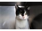 Adopt Alphonse a Domestic Short Hair