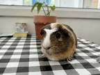 Adopt MAC a Guinea Pig