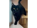 Adopt Desmond a Domestic Short Hair