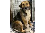 Adopt Samson a Shepherd, Border Collie