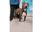 Adopt Donut a American Staffordshire Terrier